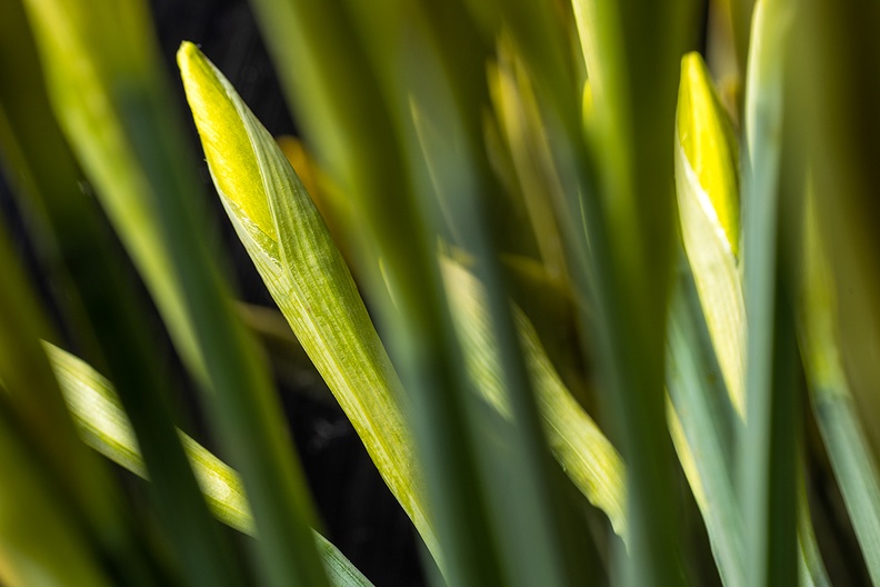 Feb 04 - Daffodils.jpg