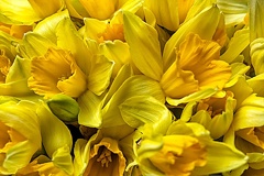 Feb 06 - Yellow