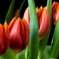 Mar 02 - Tulips.jpg