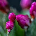 Mar 15 - Spring cactus
