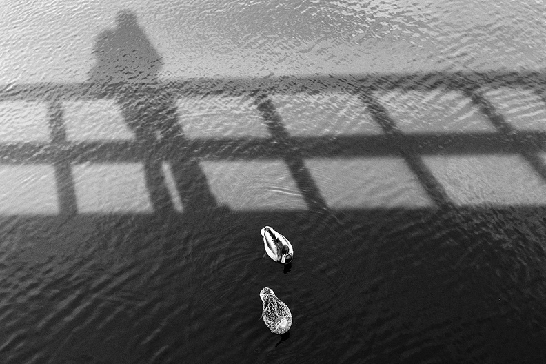 Mar 16 - Ducks and shadow.jpg