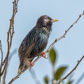 Mar 21 - Starling