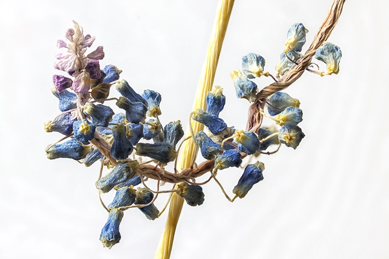 Apr 03 - Grape hyacinth.jpg