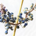 Apr 03 - Grape hyacinth