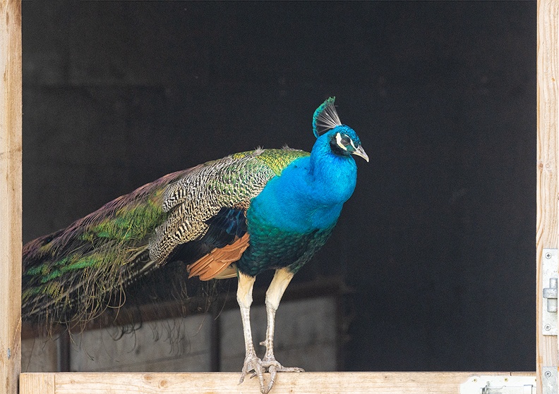 Apr 28 - Peacock.jpg