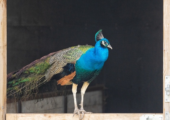 Apr 28 - Peacock