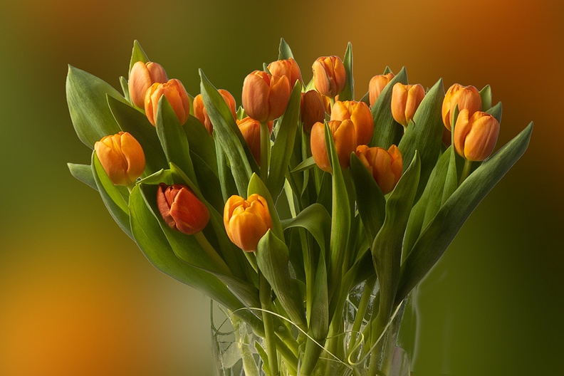 May 04 - Tulips.jpg
