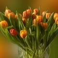 May 04 - Tulips