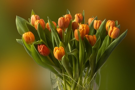 May 04 - Tulips