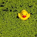May 22 - Duckweed