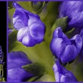 May 24 - Purple.jpg