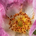 May 28 - Thorn flower.jpg