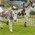 Jun 01 - Donkeys.jpg
