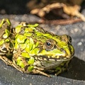 Jun 12 - Frog.jpg