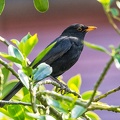 Jun 15 - Blackbird