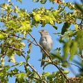 Jun 28 - Sparrow