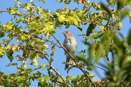 Jun 28 - Sparrow