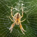 Jul 13 - Spider