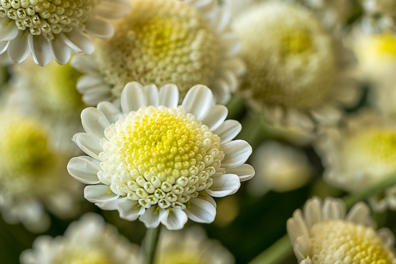 Jul 17 - Chrysanthemum II.jpg