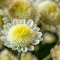 Jul 17 - Chrysanthemum II