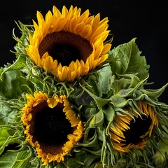 Aug 16 - Sunflowers