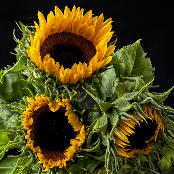 Aug 16 - Sunflowers.jpg
