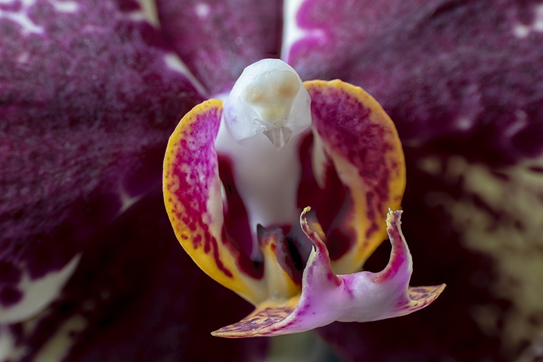 Oct 09 - Orchid