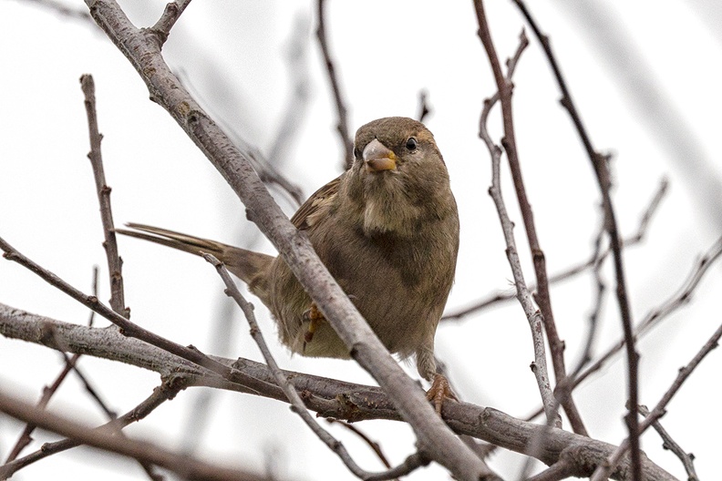 Nov 10 - Sparrow.jpg