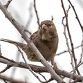 Nov 10 - Sparrow