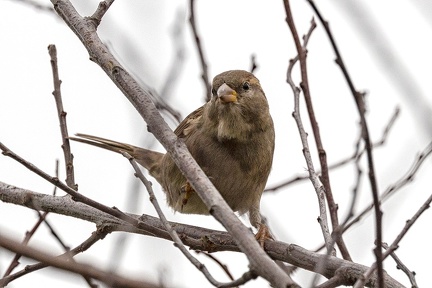 Nov 10 - Sparrow