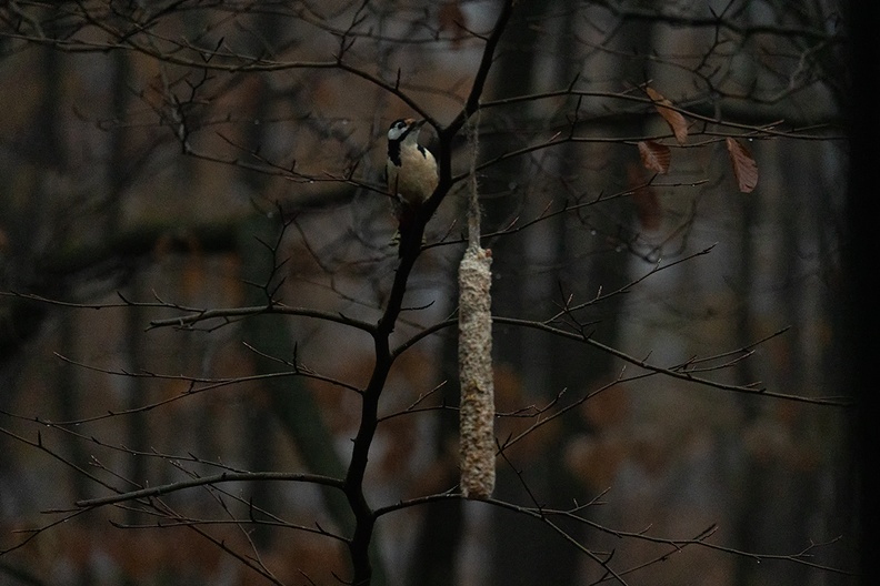 Nov 29 - Woodpecker