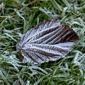 Dec 14 - Frost