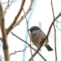 Jan 09 - Bird on branch