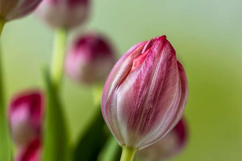 Jan 21 - Tulips.jpg