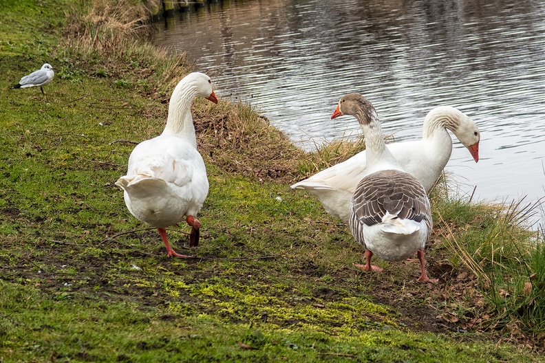 Mar 06 - Geese and gull.jpg