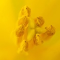 Apr 21 - Yellow