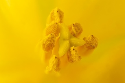 Apr 21 - Yellow