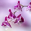 Apr 24 - Orchid.jpg
