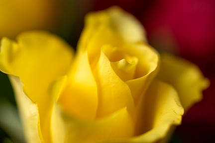 May 02 - Yellow rose