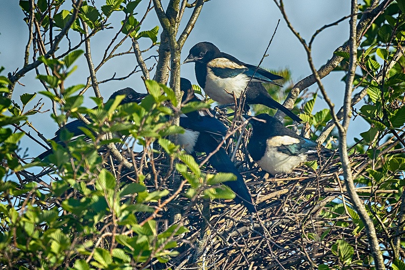 May 16 - A crowded nest.jpg