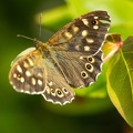 May 22 - Speckled Wood