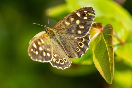 May 22 - Speckled Wood