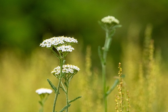 Jun 22 - White weed