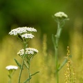 Jun 22 - White weed