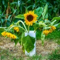 Jun 25 - Sunflowers