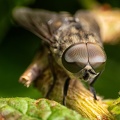 Jun 28 - Big fly