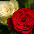 Jul 04 - Roses are red (or white).jpg