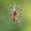 Aug 28 - In the web