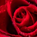 Aug 31 - This rose will never die II.jpg