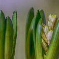 Nov 21 - Hyacinths II